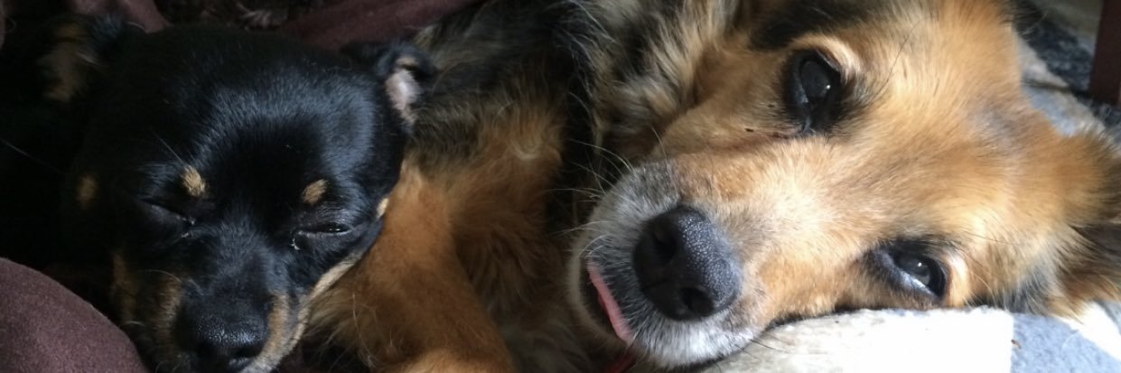 The_DogAngel's profile banner image
