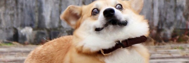 floroats's profile banner image