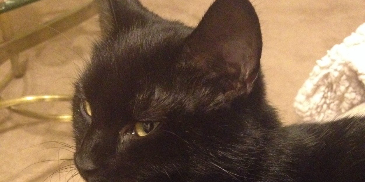 Currant Klassify banner