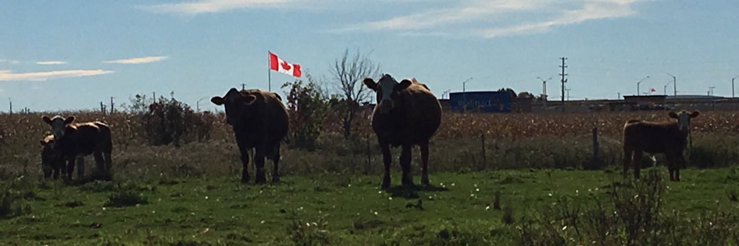 lyons🇨🇦 banner