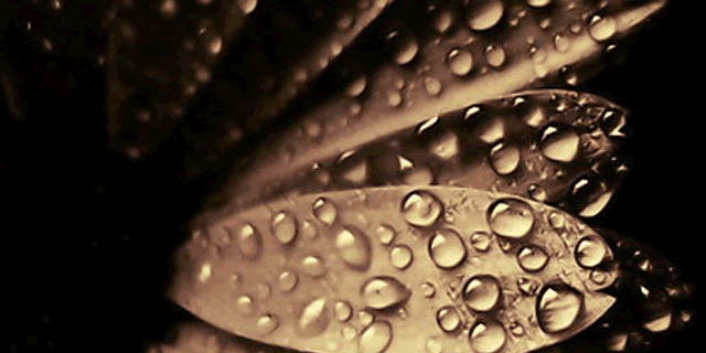 DaniellePeronto's profile banner image