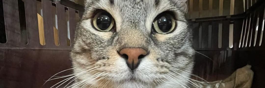 Gangnam Style banner