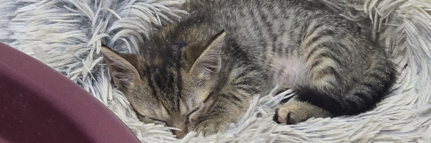 napaulaaaa's profile banner image