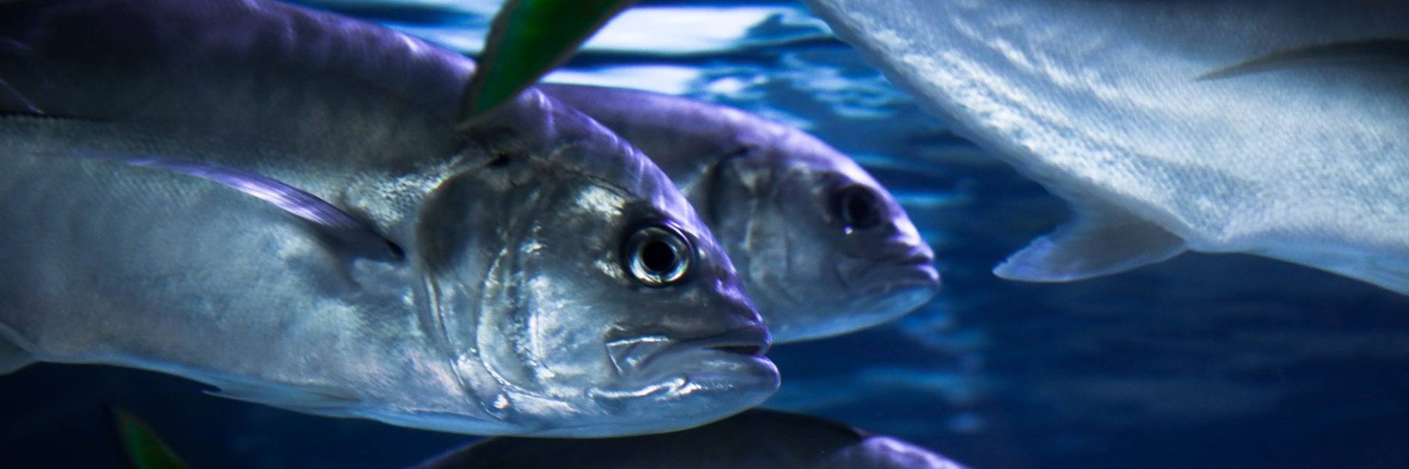 Aquarium Encounters banner