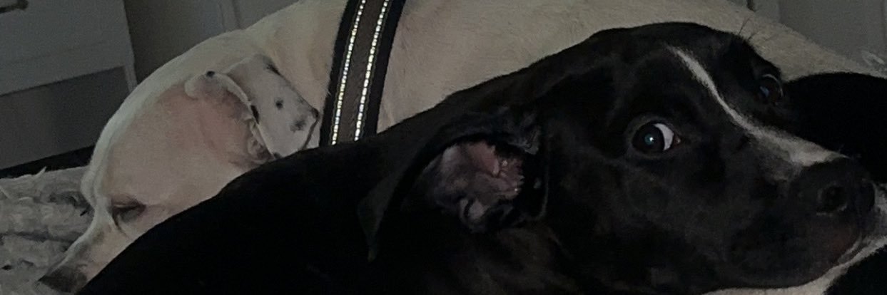 Leeleebug2222's profile banner image