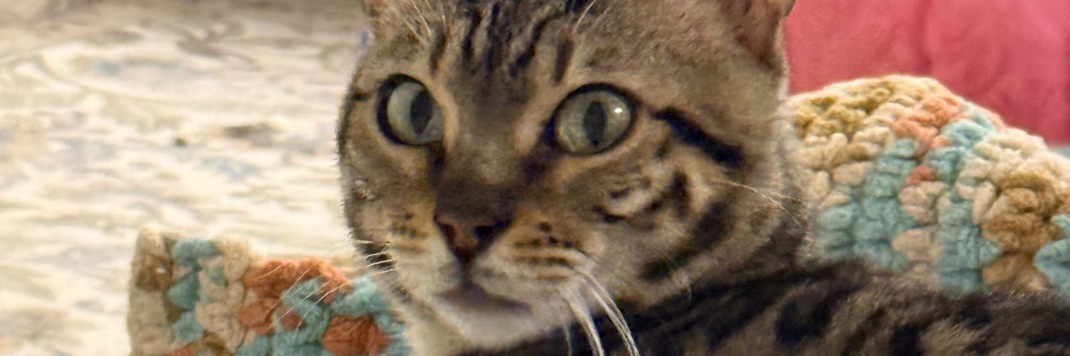 Jefferspet's profile banner image