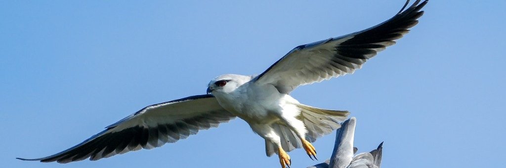 FlyingsYang's profile banner image