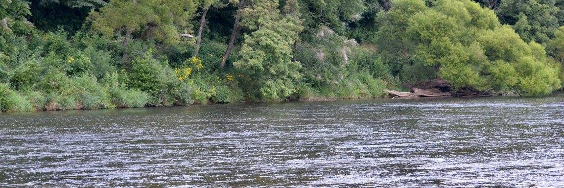 Emotional Support Cat banner