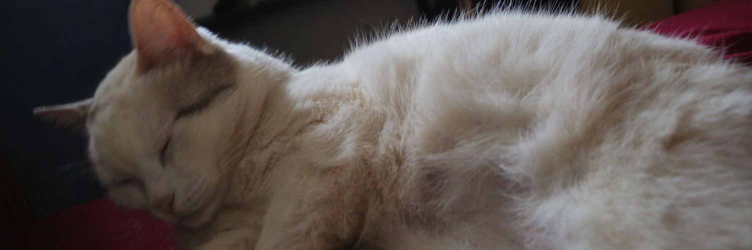 AzNicole's profile banner image