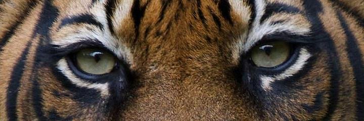 KattSimsKatt's profile banner image