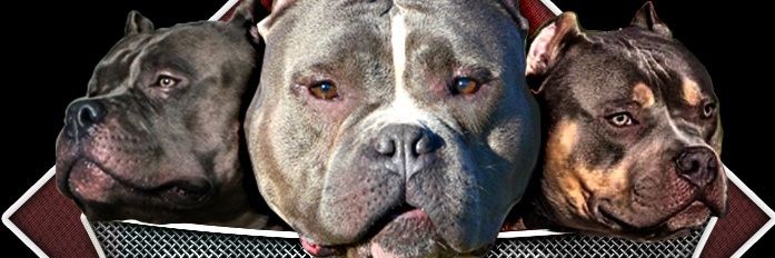 MBKKENNEL's profile banner image