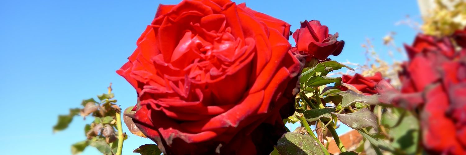 zhay_ra's profile banner image