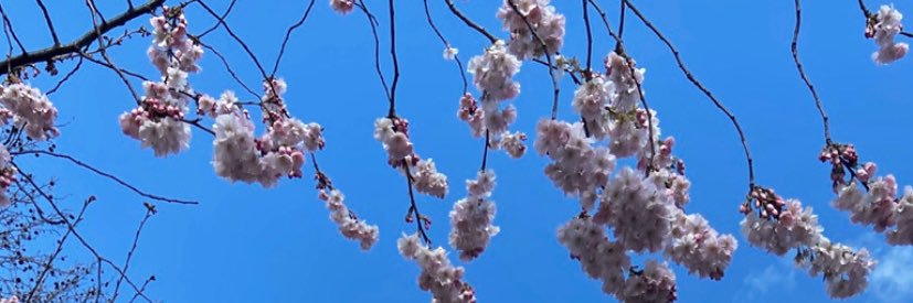 amandinelmb's profile banner image