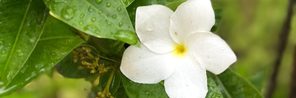 Hamilton_45's profile banner image