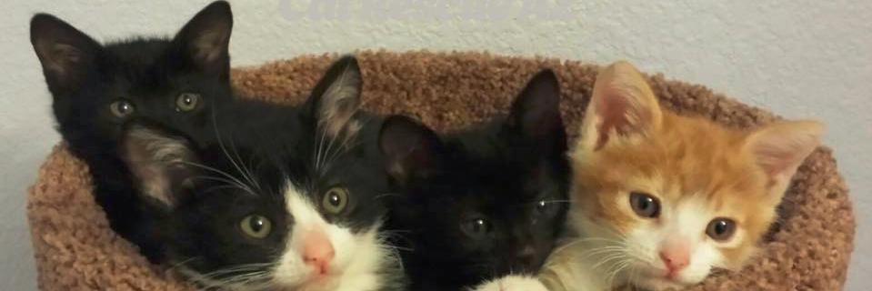 SOScatrescueAZ's profile banner image