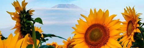 mikkiperez_123's profile banner image