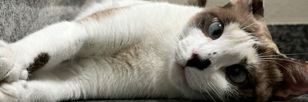 veronicafigg's profile banner image