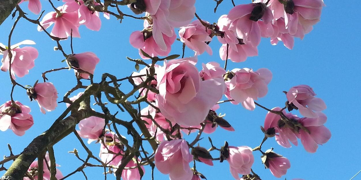 Laura Jamieson banner