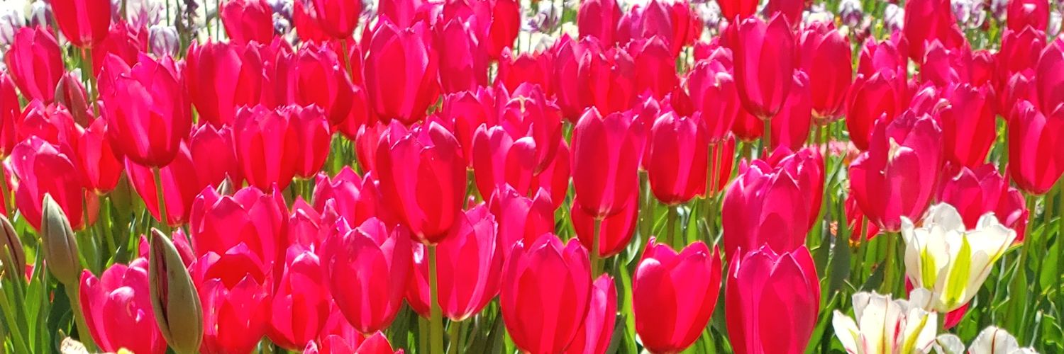 Claudia Acevedo banner