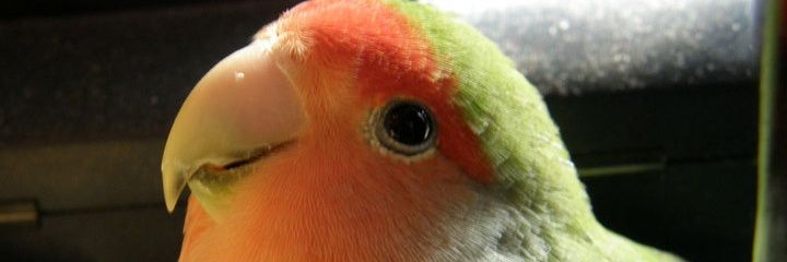 dicaoxunyi's profile banner image