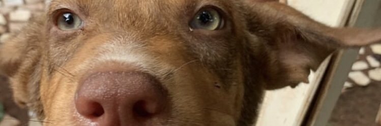 CaduPimientaV's profile banner image