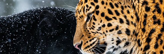 _pqpprestes's profile banner image