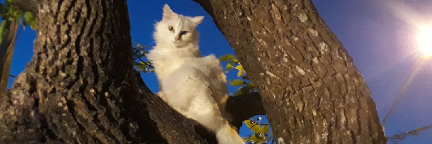 PauBalcon's profile banner image