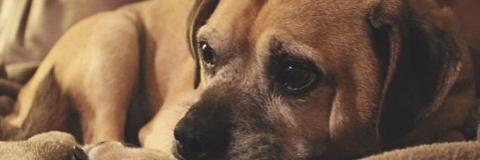 KayciJohnston's profile banner image