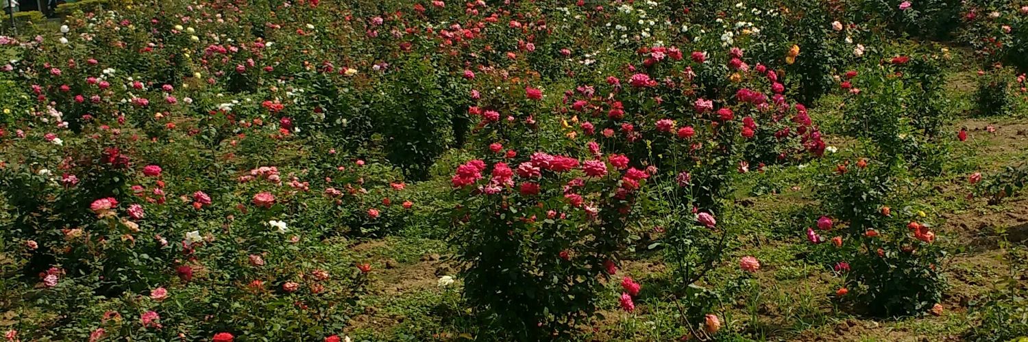 alok916's profile banner image