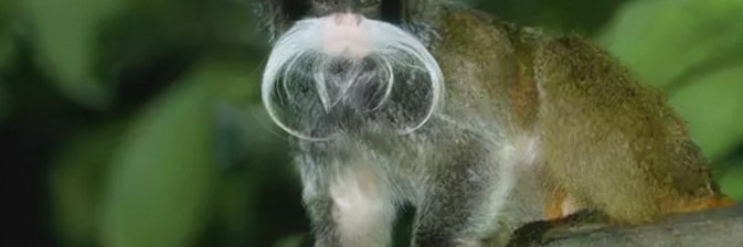 Manpreet Dhindsa (💙,🧡) ❤️ Memecoin꧁IP꧂ banner