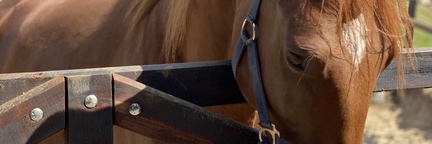 alesjauss's profile banner image