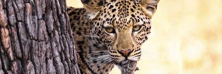 papabearnap's profile banner image