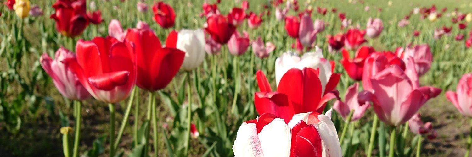 tomo3537's profile banner image