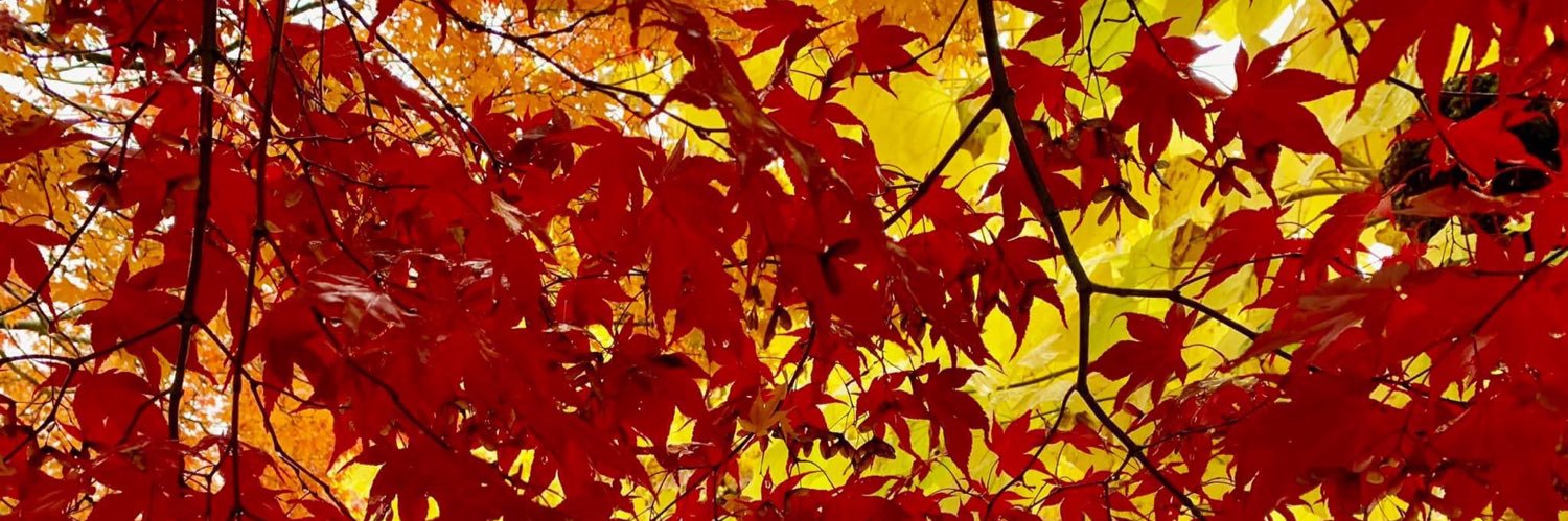 Historically Confused and Bejeweled💎👑 banner