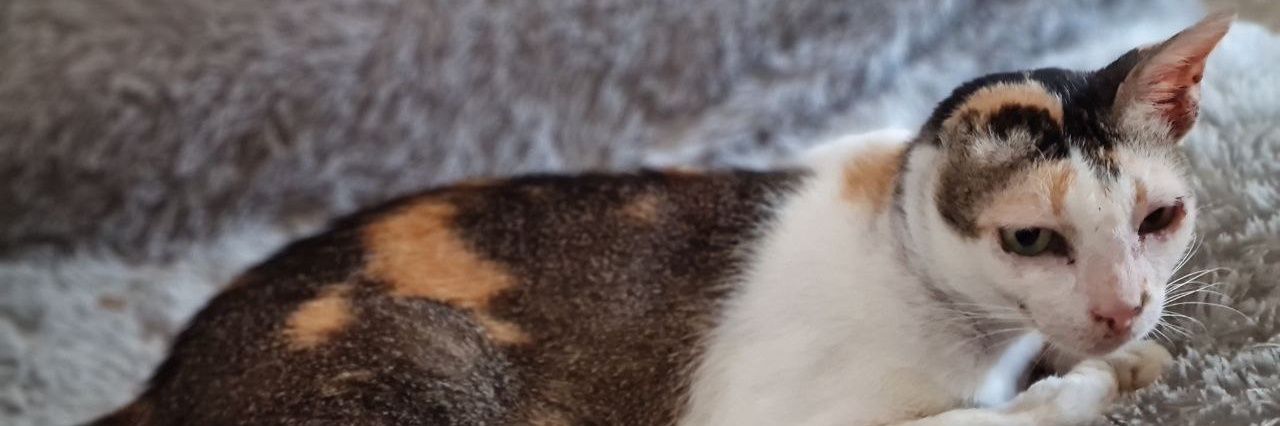 RheAurora's profile banner image