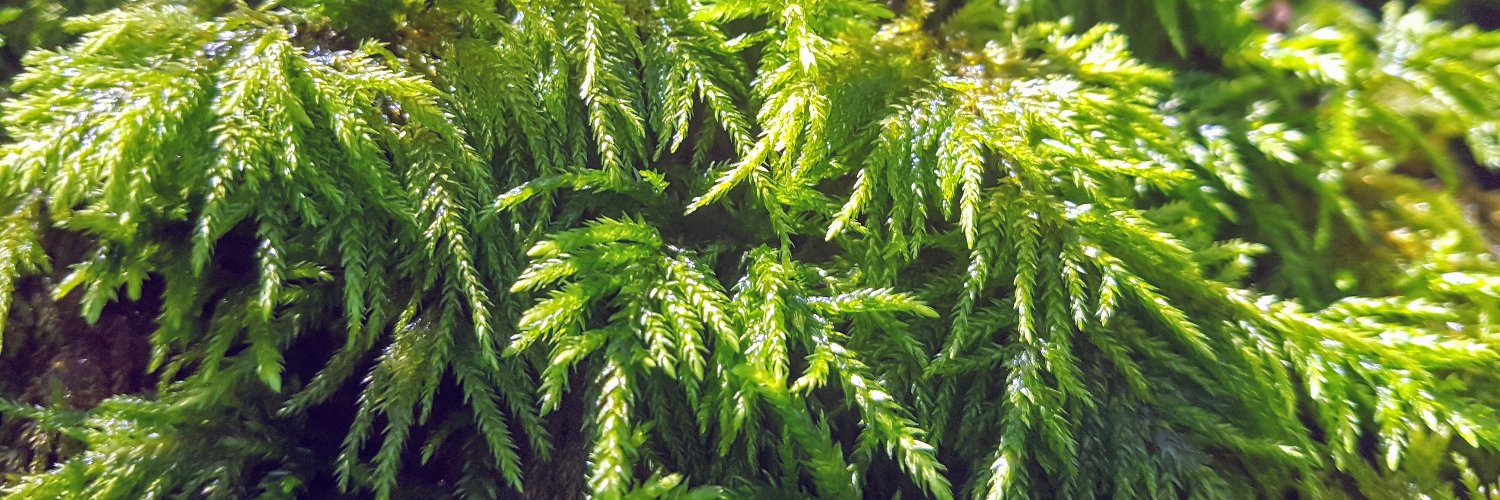 Tiff Weatherwax - KPSS banner