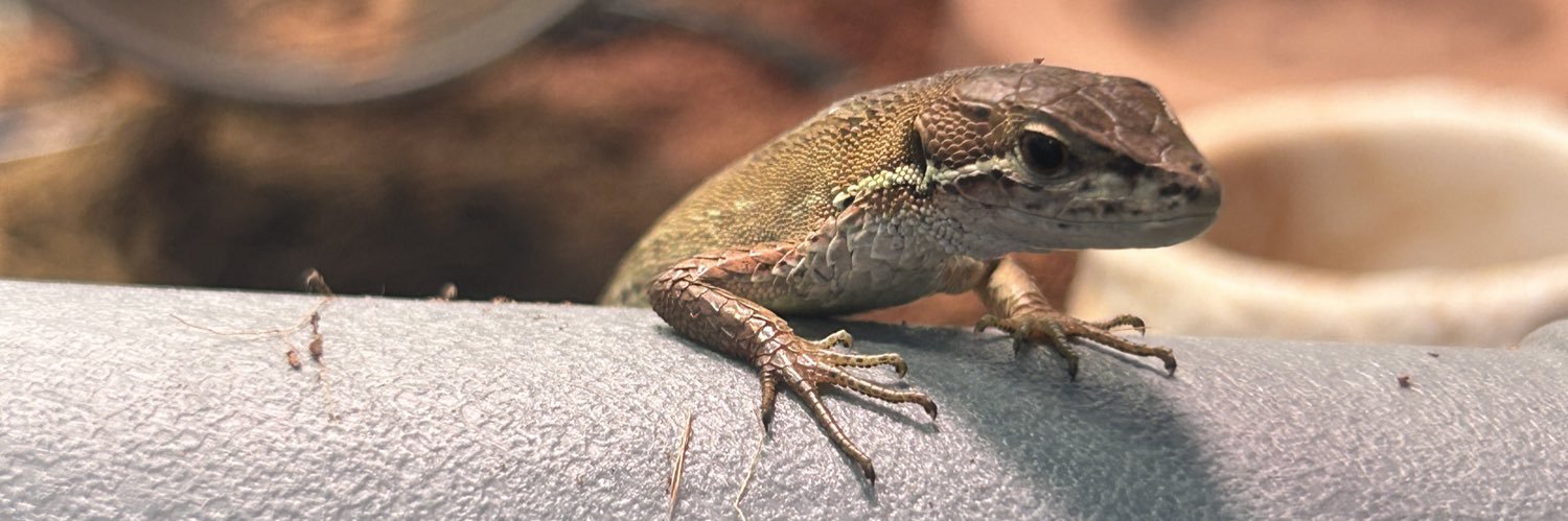StandardBad's profile banner image