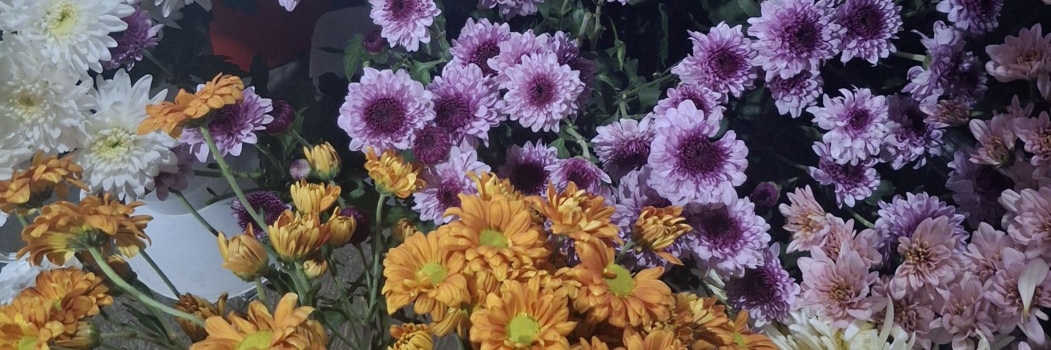 Bella. @ after dm banner