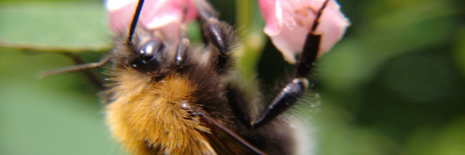 ecologisttom's profile banner image