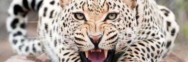 Reynaldoestrel7's profile banner image