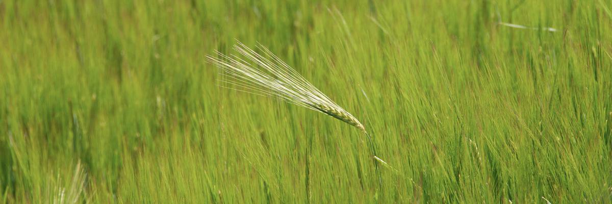 Fundació Món Rural banner