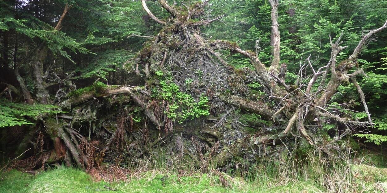 Daniel Brereton banner