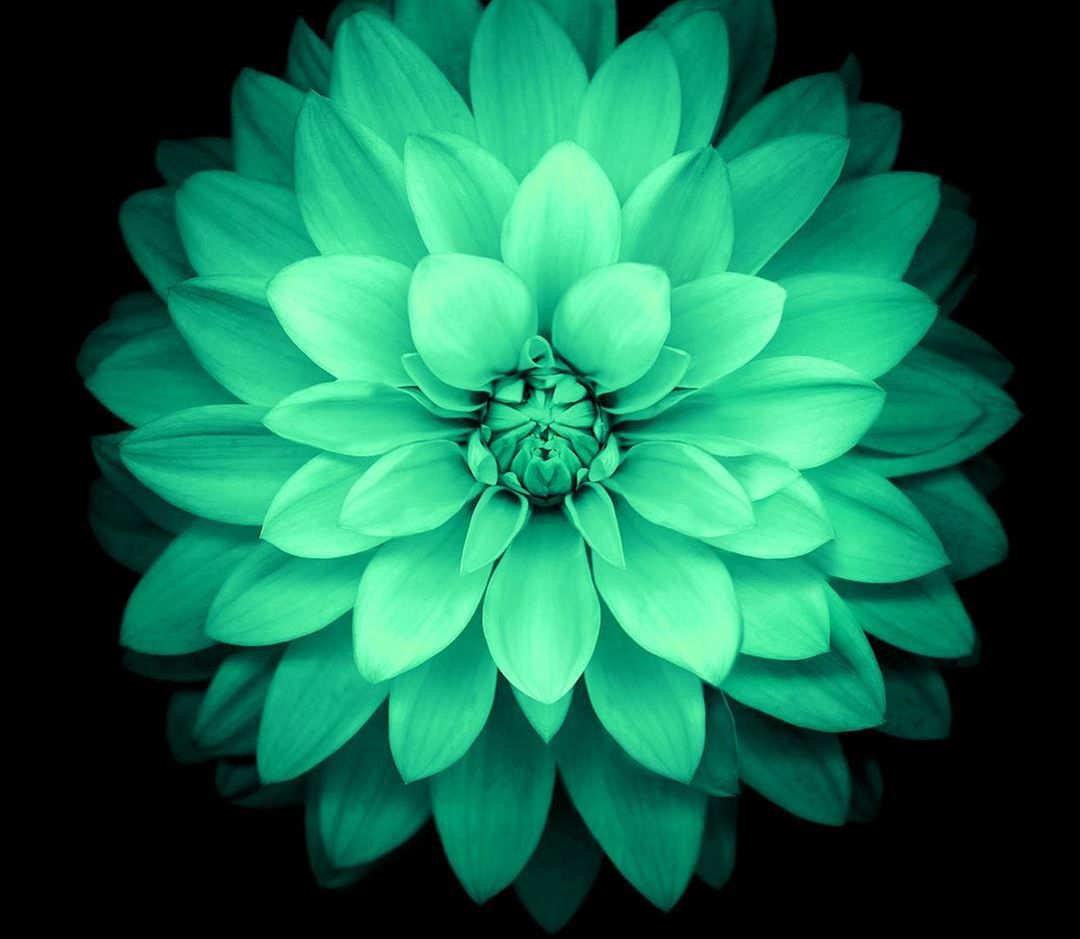 IAMSTUPIDM🐵NKΞY banner