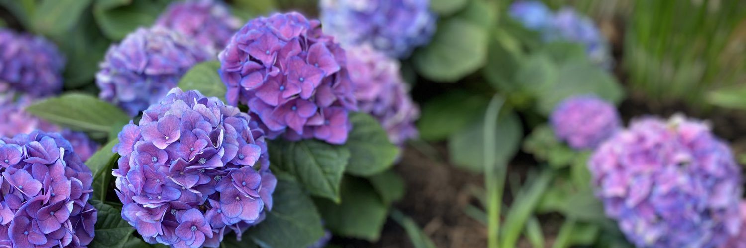 Lisa Sponaugle banner