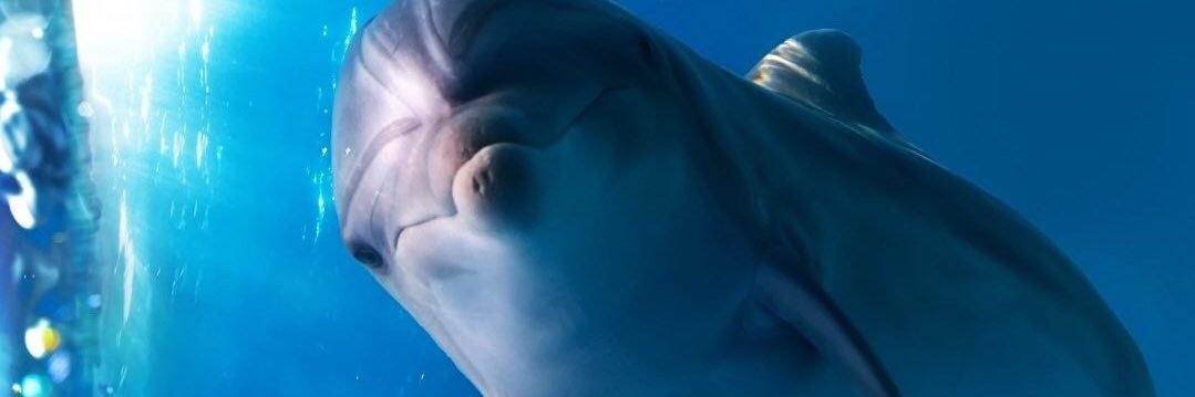 NILUFER07's profile banner image