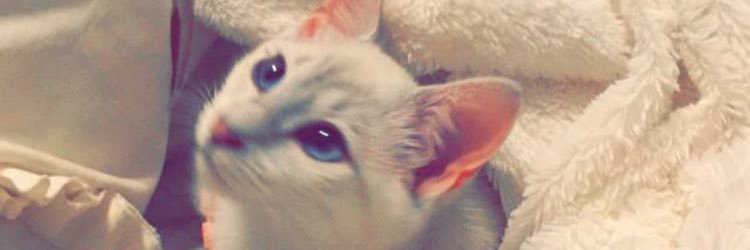 cstelmy1's profile banner image
