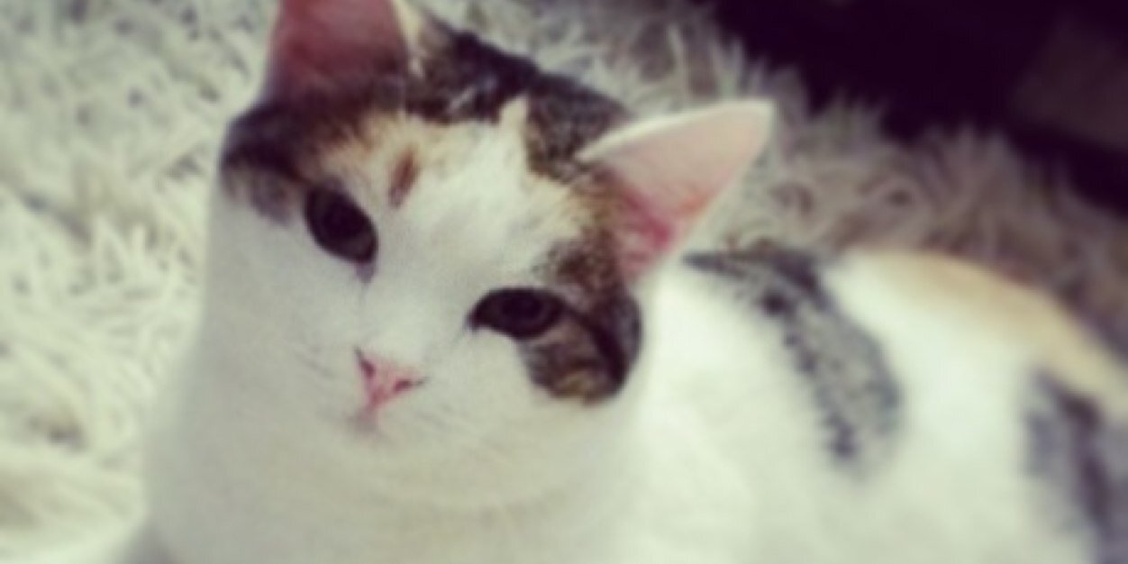 Babbuschi's profile banner image