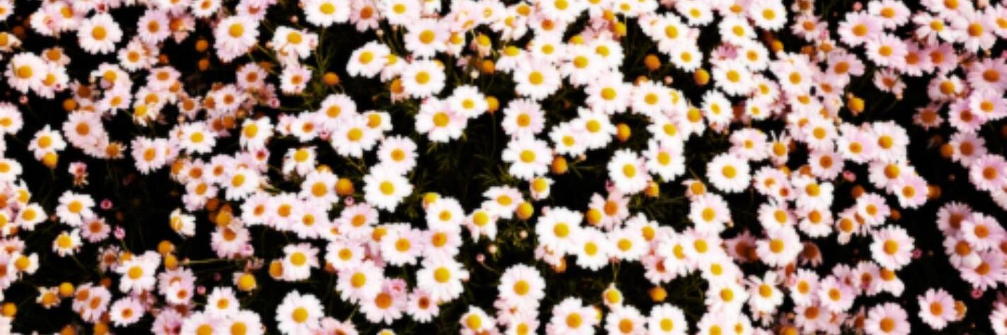 stylesharrycrew's profile banner image
