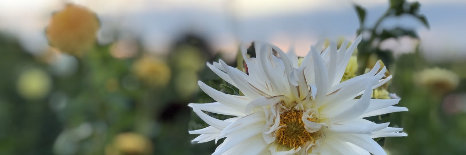 mierhaimusang's profile banner image