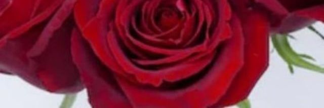 Vip_Rose_Signal's profile banner image